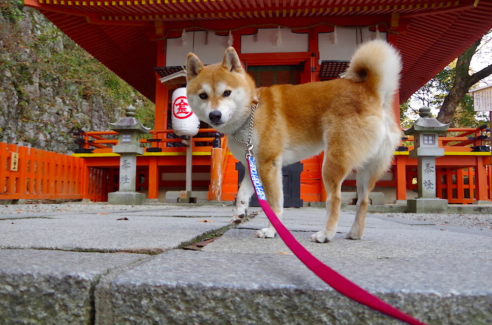 西亚卡姆全场最佳无争议，勇士制霸热火，一场战术与意志的较量